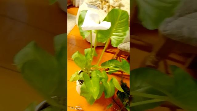 Чудесная Калла смотреть онлайн