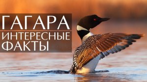 Гагара. Интересные факты