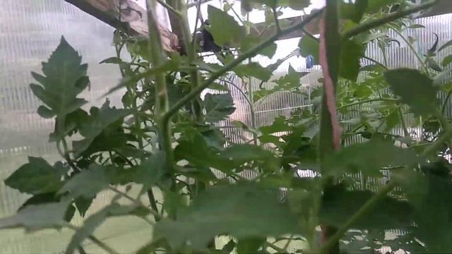 ОБЗОР СОРТА ЧЕРНОСЛИВ | ПОМИДОРЫ, ТОМАТЫ смотреть онлайн