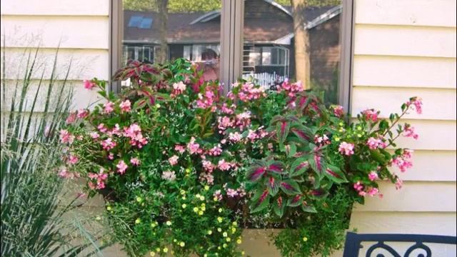 Ландшафтный дизайн. На пике популярности! Cад, огород, дача. Trendy plant. смотреть онлайн