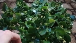 ВЫРАЩИВАНИЕ КАЛАНХОЭ.. ДОМАШНИЙ БИЗНЕС..