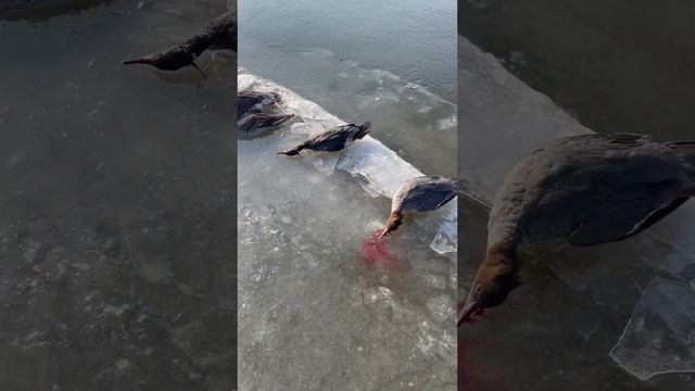 Охота на утку в Астраханской области