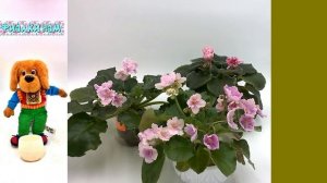 Фиалка летом в цеолите и в торфе