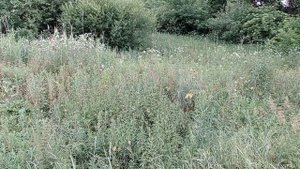 Подача дичи на суше.Дратхар Даур