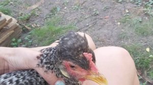 SOS!!! Нужна помощь, у курицы опух глаз, как ЛЕЧИТЬ?
