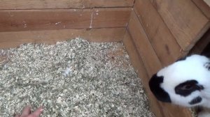 Маточник для кроликов великанов. Жду окрола у строкача (немецкий пестрый великан НПВ).