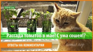 Рассада томатов в мае! С ума сошел! Это поздно! Блог после заморозков. Мои комментарии