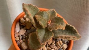 Каланхоэ Бехарское Фанг (Kalanchoe Beharensis Fang): "зубастый" суккулент