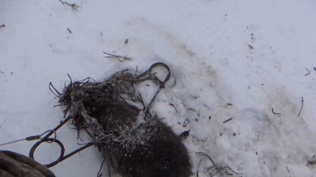 Опасная лисица. Проверка капканов. смотреть онлайн