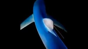 Жан Мишель Жаре