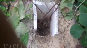 Виноград Осенняя прививка винограда. Приусадебное хозяйство. Сад и огород.