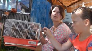 ПЕРЕПЕЛА ФАРАОН. Обзор птицы на ферме  Хозяйство ЛПХ СВОИ ПЕРЕПЕЛА