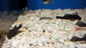 Сомик Анциструсы  содержания и уход! (Сом Прилепала)