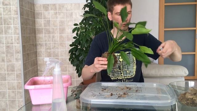 Вабикуса Эхинодорус
