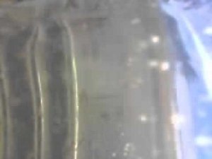 Стрептоцефалы2 20 05 14 10 21