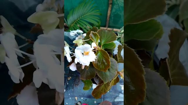 BEGONIA plant #gardening #plant #garden