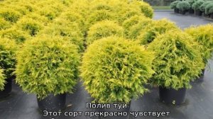 Туя Голден Глоб: описание, посадка и уход
