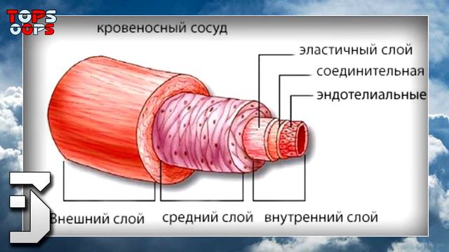 ТОП 5,5 СПОСОБОВ получить ЖЕСТКИЙ СТОЯК смотреть онлайн