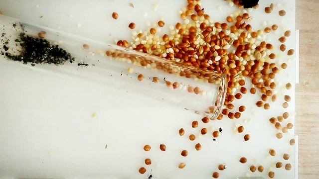 Переселение муравьев в формикарий! смотреть онлайн