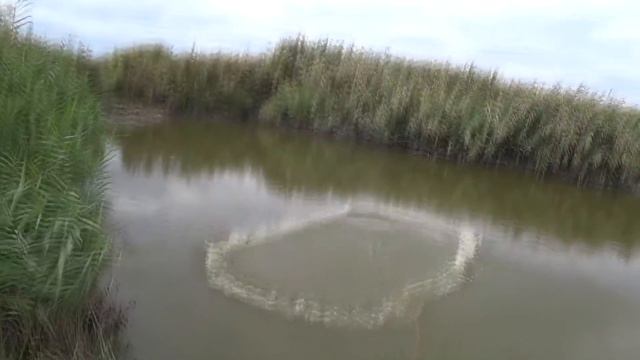 КАРАСЬ ГИГАНТ!!!Рыбалка на пересохшем канале. РАКИ Тестируем Кастинговую сеть смотреть онлайн