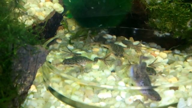 Лягушки Гименохирусы Беттгера ( Hymenochirus boettgeri) смотреть онлайн