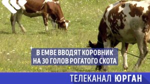 В Емве готовится к вводу коровник на 30 голов крупного рогатого скота