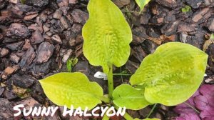 Хоста Sunny Halcyon