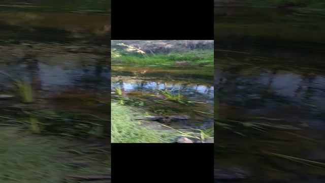 Таежная речка совсем пересохла