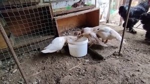 Индоутки Серебро!
