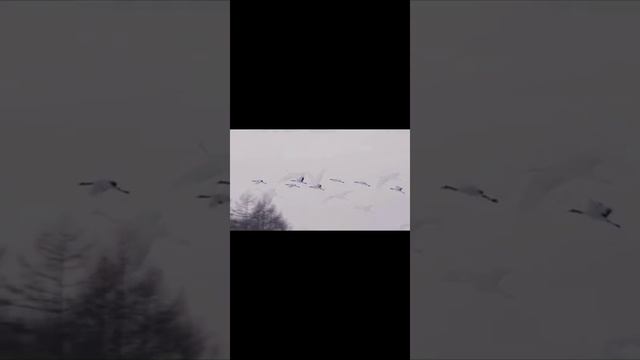 Марк Бернес - Журавли жестовая песня смотреть онлайн