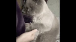 Как мой кот даёт лапу. Шотландский вислоухий
