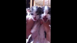 Биба и Боба