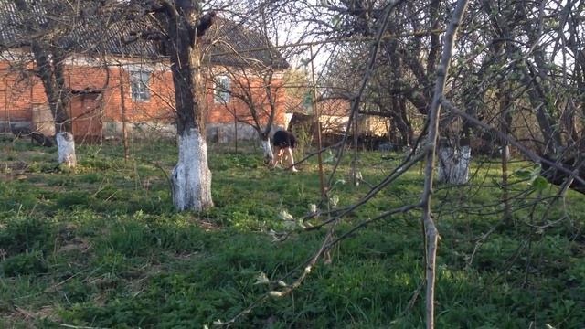 МОЖНО ЛИ СЪЕСТЬ ЧЕРВЯ?Что посадить на 25 сотках?/Почти переехали в деревню смотреть онлайн