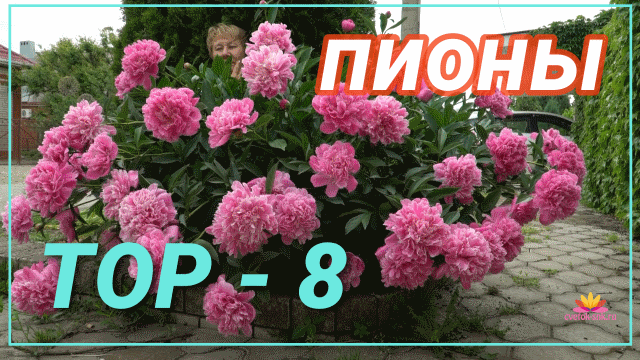 Сад ворошиловой пионы каталог на 2024