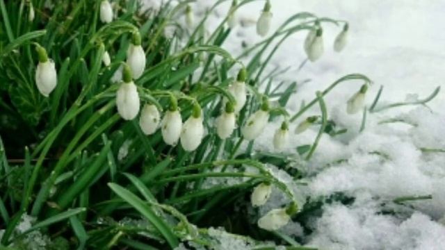 Фон 4 сезона Прекрасная весна (если што музыка не моя!) смотреть онлайн