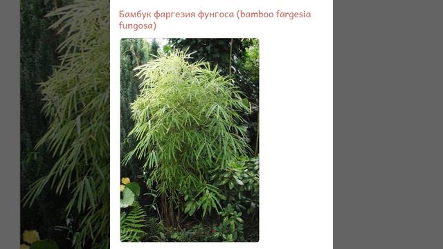 Бамбук фаргезия фунгоса (bamboo fargesia fungosa)