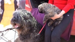 Sale.ФЛАНДРСКИЙ БУВЬЕ- ГРЯЗНАЯ БОРОДА.Bouvier des Flandres.Odessa.