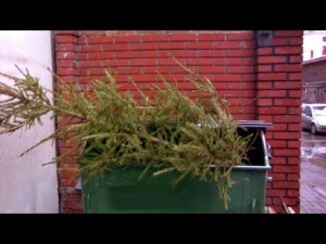 Елку из дома нужно убирать в первый рабочий день, утверждают психологи