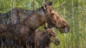 ?Лесные Животные?Лоси?Млекопитающие?