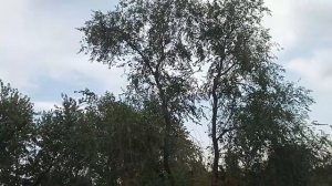 Нет сигнала на спутниковой антенне из-за деревьев? Есть выход! Конвертер INVACOM !