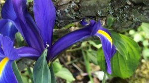 Iris de Hollande Iris hollandica ou Dutch Iris 'Blue Magic' Bleu marine authentique.