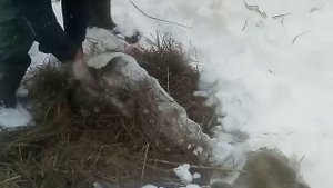 Ловля вьюнов зимой