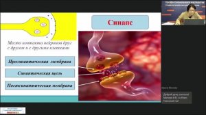 Первый из цикла вебинаров для учителей биологии по теме: «Нервная система», Дьячкова Т.В.