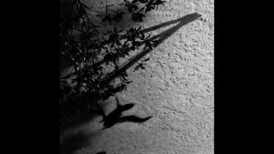 Max Richter | Shadow Journal