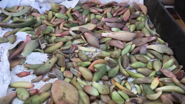 How to successfully propagate succulents from leaves смотреть онлайн