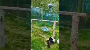Как панды проводят свои пушистые будни