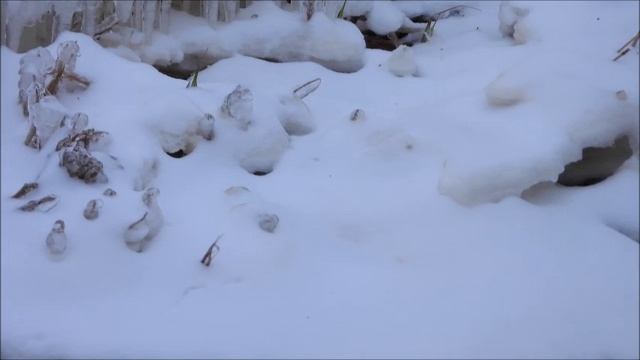 Ольга Митрофанова. Причуды природы 10.01.2023