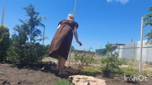 Посадка пузыреплодника калинолистного сорта "Диаболо" и жимолости шапочной вариегатной в моем саду