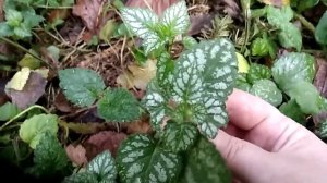 Почвопокровник для тёмных углов сада: дикая яснотка