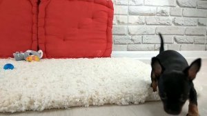 Той-терьер, Русский то, гладкошерстный той